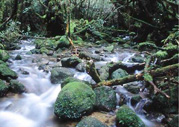 Yakushima